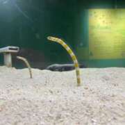 まき まき（スピード日本橋店） スピード日本橋店