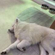 ヒメ日記 2026/01/26 11:27 投稿 まき スピード日本橋店