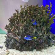 ヒメ日記 2026/01/31 17:57 投稿 まき スピード日本橋店