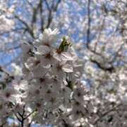 ヒメ日記 2025/04/04 09:30 投稿 二階堂 うみ こあくまな熟女たち三河店（KOAKUMAグループ）