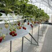 ヒメ日記 2025/04/27 20:39 投稿 ふゆ【爆エロミニマム美少女】 セクシャル