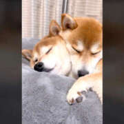 ヒメ日記 2025/12/09 22:10 投稿 みほ 性腺熟女100％鶯谷（デリヘル市場）