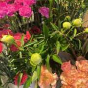 ヒメ日記 2025/05/17 20:20 投稿 あいす 熟女家 京橋店