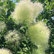 ヒメ日記 2025/06/01 17:56 投稿 あいす 熟女家 京橋店