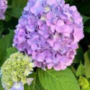 ヒメ日記 2025/06/08 18:16 投稿 あいす 熟女家 京橋店