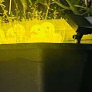 ヒメ日記 2025/07/02 11:56 投稿 あいす 熟女家 京橋店