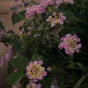 ヒメ日記 2025/07/28 22:45 投稿 あいす 熟女家 京橋店