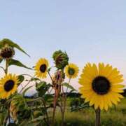 ヒメ日記 2025/07/29 08:22 投稿 あいす 熟女家 京橋店