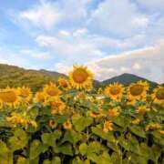 ヒメ日記 2025/08/08 15:56 投稿 あいす 熟女家 京橋店