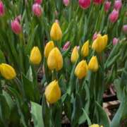 ヒメ日記 2025/08/17 13:36 投稿 あいす 熟女家 京橋店