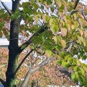 ヒメ日記 2025/10/15 09:16 投稿 あいす 熟女家 京橋店