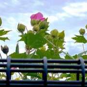 ヒメ日記 2025/10/22 12:46 投稿 あいす 熟女家 京橋店