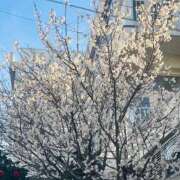 ヒメ日記 2026/03/17 19:02 投稿 あいす 熟女家 京橋店