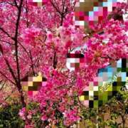 ヒメ日記 2026/04/03 19:56 投稿 あいす 熟女家 京橋店