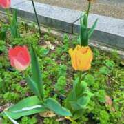 ヒメ日記 2026/04/04 14:04 投稿 あいす 熟女家 京橋店