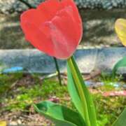 ヒメ日記 2026/04/11 12:46 投稿 あいす 熟女家 京橋店