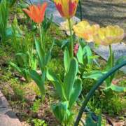 ヒメ日記 2026/04/13 17:56 投稿 あいす 熟女家 京橋店