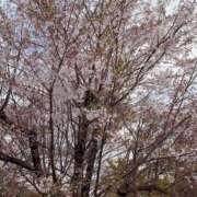 ヒメ日記 2025/04/06 23:11 投稿 波川 みなよ 大奥 難波店