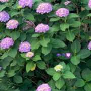 波川 みなよ 出勤〜☆ 大奥 難波店