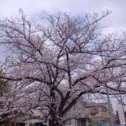 ヒメ日記 2026/03/30 13:01 投稿 ゆうな 若妻淫乱倶楽部　越谷店