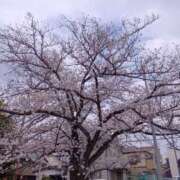 ヒメ日記 2026/03/30 12:52 投稿 ゆうな 若妻淫乱倶楽部 久喜店