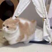 ヒメ日記 2025/12/04 07:03 投稿 ひめな シンデレラ【平均年齢20才、風俗未経験の娘が8割以上】