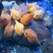 ヒメ日記 2025/04/17 21:50 投稿 えみり Ｓ＆Ｍ　極嬢