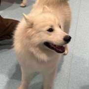 ヒメ日記 2025/04/22 03:30 投稿 えみり Ｓ＆Ｍ　極嬢