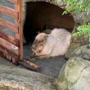 ヒメ日記 2025/05/17 21:54 投稿 えみり Ｓ＆Ｍ　極嬢