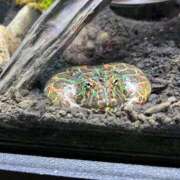 ヒメ日記 2025/06/15 06:00 投稿 えみり Ｓ＆Ｍ　極嬢