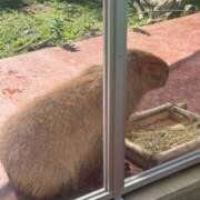 ヒメ日記 2025/10/02 19:50 投稿 えみり Ｓ＆Ｍ　極嬢