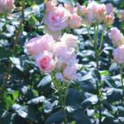 ヒメ日記 2025/05/25 23:23 投稿 いちか まつど女学園