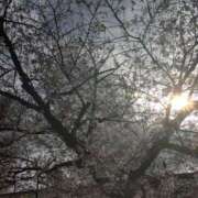 ヒメ日記 2025/04/02 15:34 投稿 麻結(まゆ) 人妻城 横浜本店