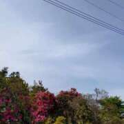 ヒメ日記 2025/04/18 15:49 投稿 麻結(まゆ) 人妻城 横浜本店