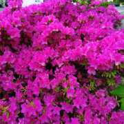 ヒメ日記 2025/05/03 09:06 投稿 麻結(まゆ) 人妻城 横浜本店