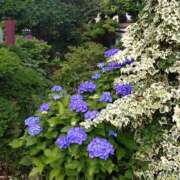 ヒメ日記 2025/06/16 14:36 投稿 麻結(まゆ) 人妻城 横浜本店