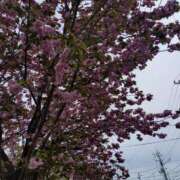 ヒメ日記 2026/04/13 17:10 投稿 麻結(まゆ) 人妻城 横浜本店