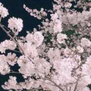 ヒメ日記 2025/04/04 22:40 投稿 あすか 逢って30秒で即尺