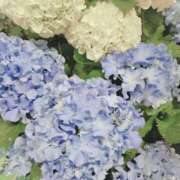 ヒメ日記 2025/06/01 09:24 投稿 あすか 逢って30秒で即尺