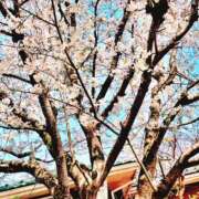 ヒメ日記 2025/04/09 12:40 投稿 宮原 MadameRest(マダムレスト)