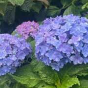 ヒメ日記 2025/06/15 22:20 投稿 宮原 MadameRest(マダムレスト)