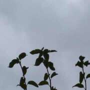 ヒメ日記 2025/08/01 11:36 投稿 宮原 MadameRest(マダムレスト)