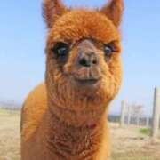 ヒメ日記 2025/11/15 20:20 投稿 宮原 MadameRest(マダムレスト)