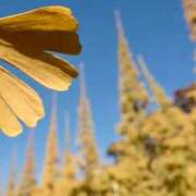 ヒメ日記 2025/11/19 11:39 投稿 宮原 MadameRest(マダムレスト)