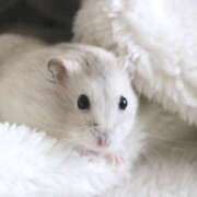 ヒメ日記 2026/01/08 00:05 投稿 宮原 MadameRest(マダムレスト)