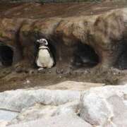 ヒメ日記 2025/12/16 07:39 投稿 るか 松戸人妻 MAD熟女