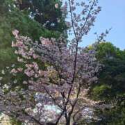 ヒメ日記 2026/03/25 16:19 投稿 るか 松戸人妻 MAD熟女