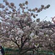 ヒメ日記 2026/03/27 17:39 投稿 るか 松戸人妻 MAD熟女