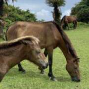 ヒメ日記 2025/09/08 11:25 投稿 えり 奥鉄オクテツ奈良