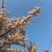 ヒメ日記 2025/05/30 22:42 投稿 豊浜　さおり プルプル札幌性感エステ はんなり